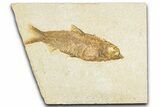 Detailed Fossil Fish (Knightia) - Wyoming #348045-1